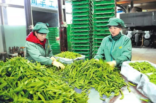 加速發(fā)展 急速提檔 玉溪電子商務(wù)譜寫創(chuàng)新轉(zhuǎn)型與農(nóng)業(yè)信息咨詢?nèi)诤闲缕?></a></div>
<div   id=