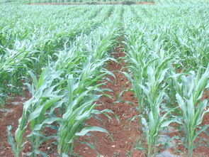 云南省農(nóng)業(yè)廳與云南農(nóng)業(yè)信息網(wǎng) 一站式農(nóng)業(yè)信息咨詢服務(wù)平臺